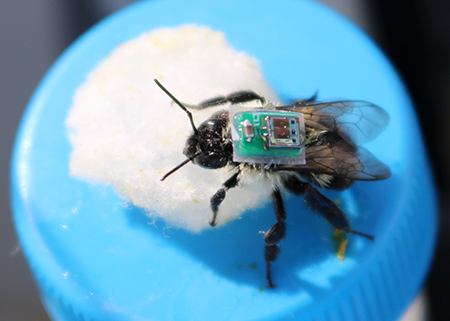Leveraging bees as bio-monitors