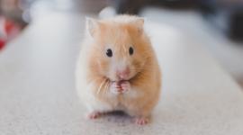 A hamster standing on its two back legs