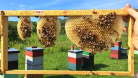Bees constructing honeycombs
