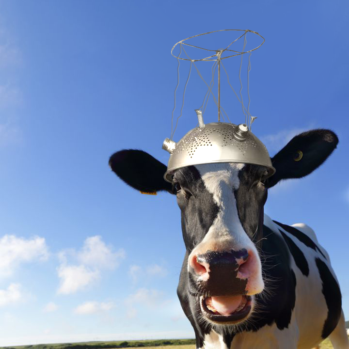 Cow wearing a strange helmet